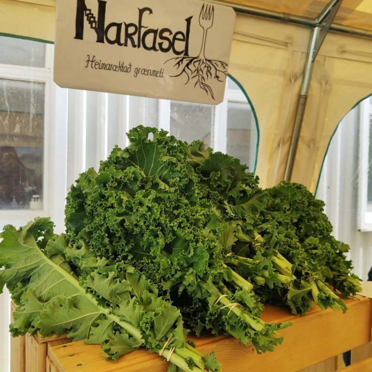 felagsgardur-katt-i-kjos-2021-63