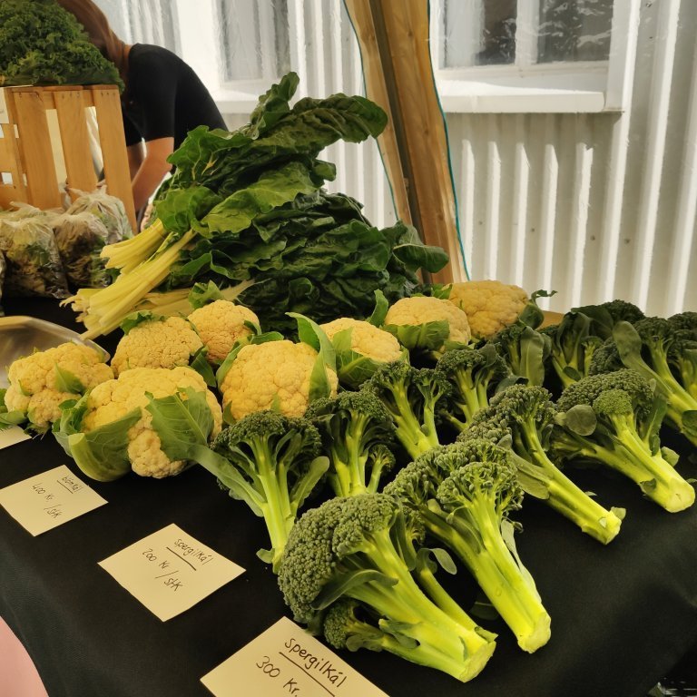 felagsgardur-katt-i-kjos-2021-64