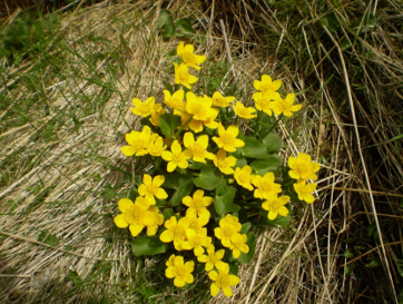 Könnun meðal íbúa og annarra hagsmunaðila vegna endurskoðunar aðalskipulags í Kjósarhreppi