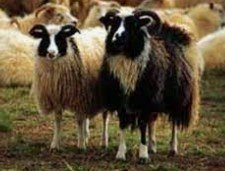 Fjallskil í Kjósarhreppi 2025