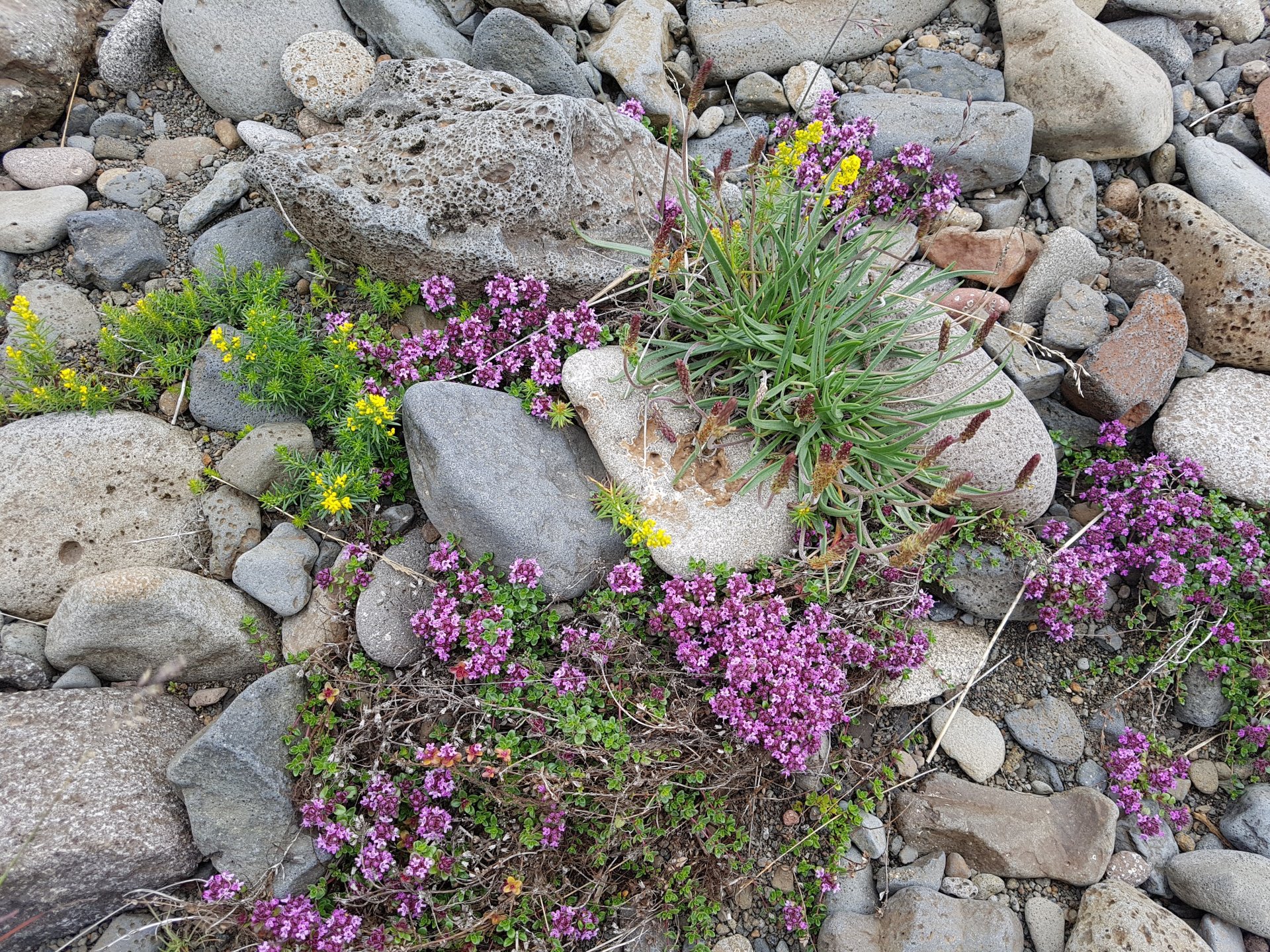 Starf umsjónaraðila með vinnuskólanum í Kjósinni