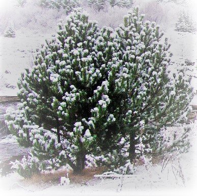 HÖGGVIÐ YKKAR EIGIÐ JÓLATRÉ – FJÖLSKYLDUSTUND Í SKÓGINUM.