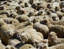 Boðað er til fundar með sauðfjárbændum í Kjósarhreppi