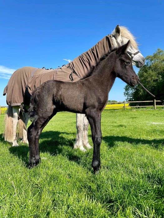 Folaldasýning Adams