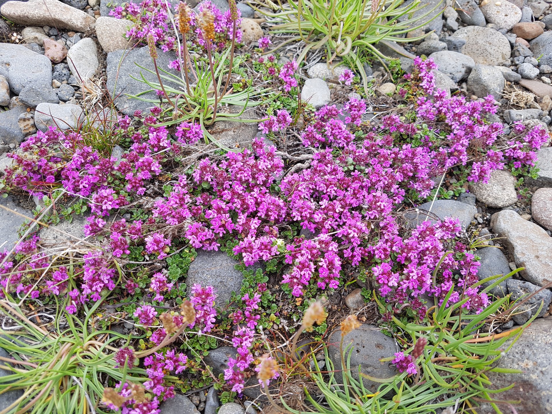 Samfélagsstyrkur Kjósarhrepps, Vorúthlutun 2025