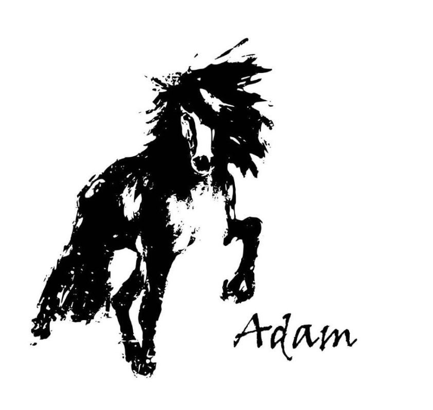 Stóðhesturinn Adam frá Meðalfelli