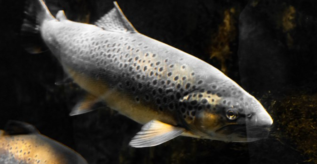 Tillaga að starfsleyfi Veiðifélags Kjósahrepps Brynjudal