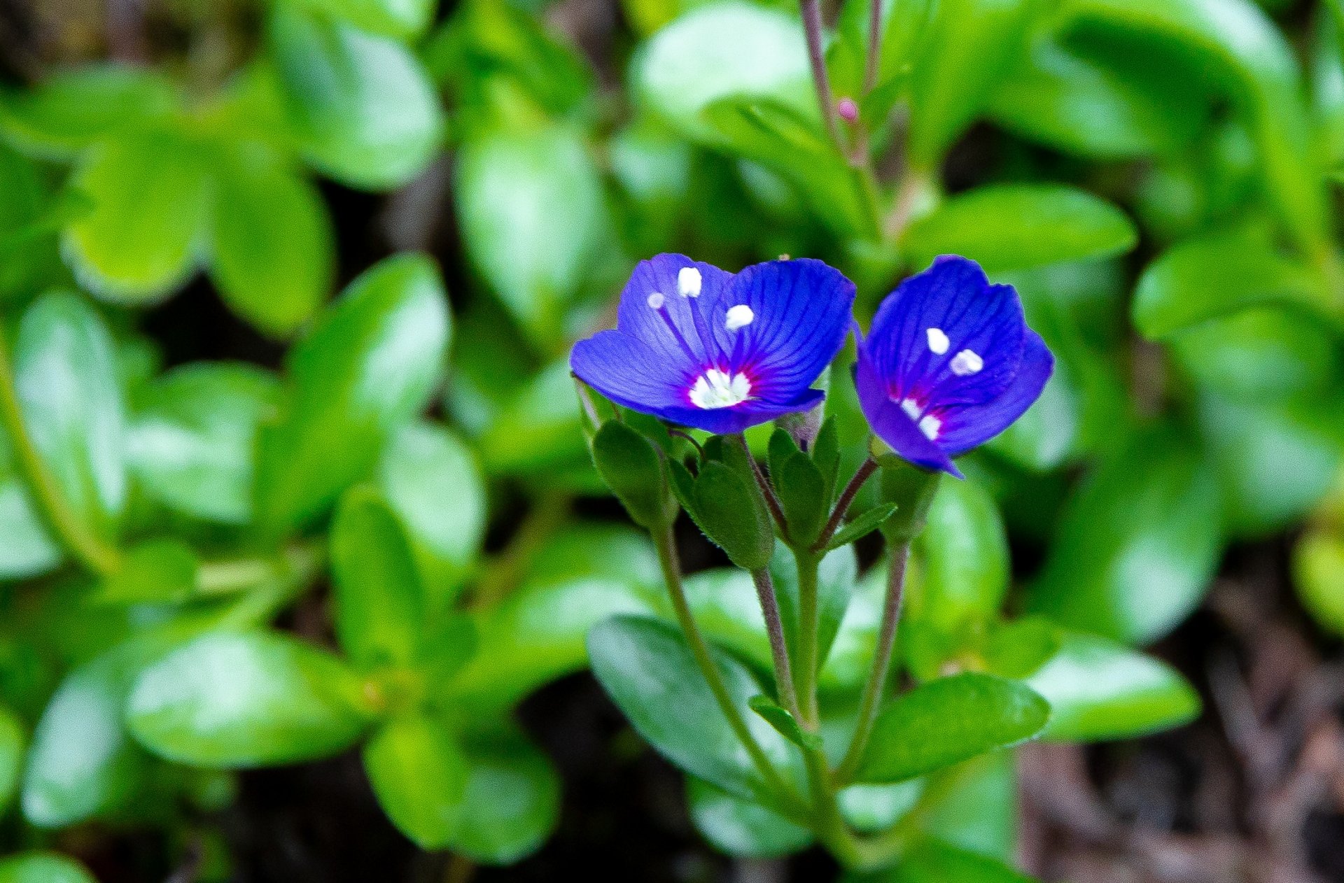 Út er komið ritið „Plöntutal fyrir Kjós og Kjalarnes“