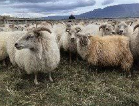 Fjallskil í Kjósarhreppi 2024